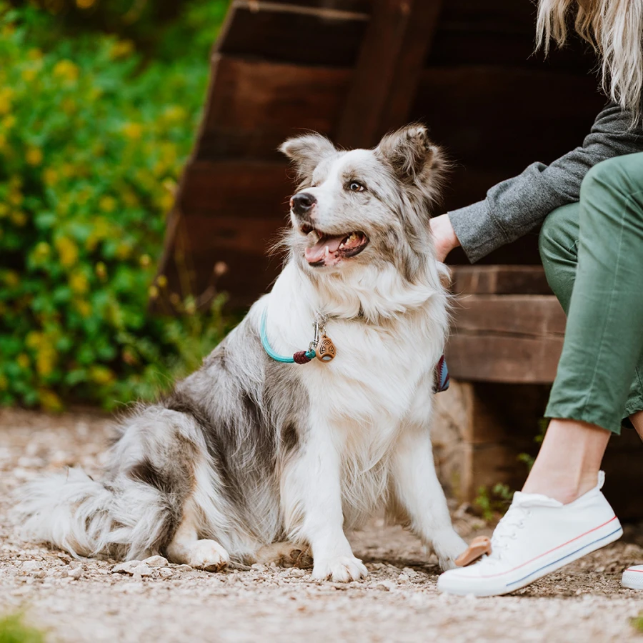 Tickless Ecopet