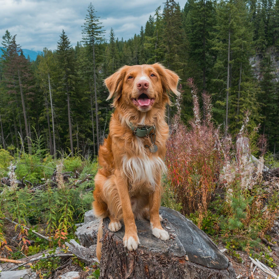 Tickless Ecopet