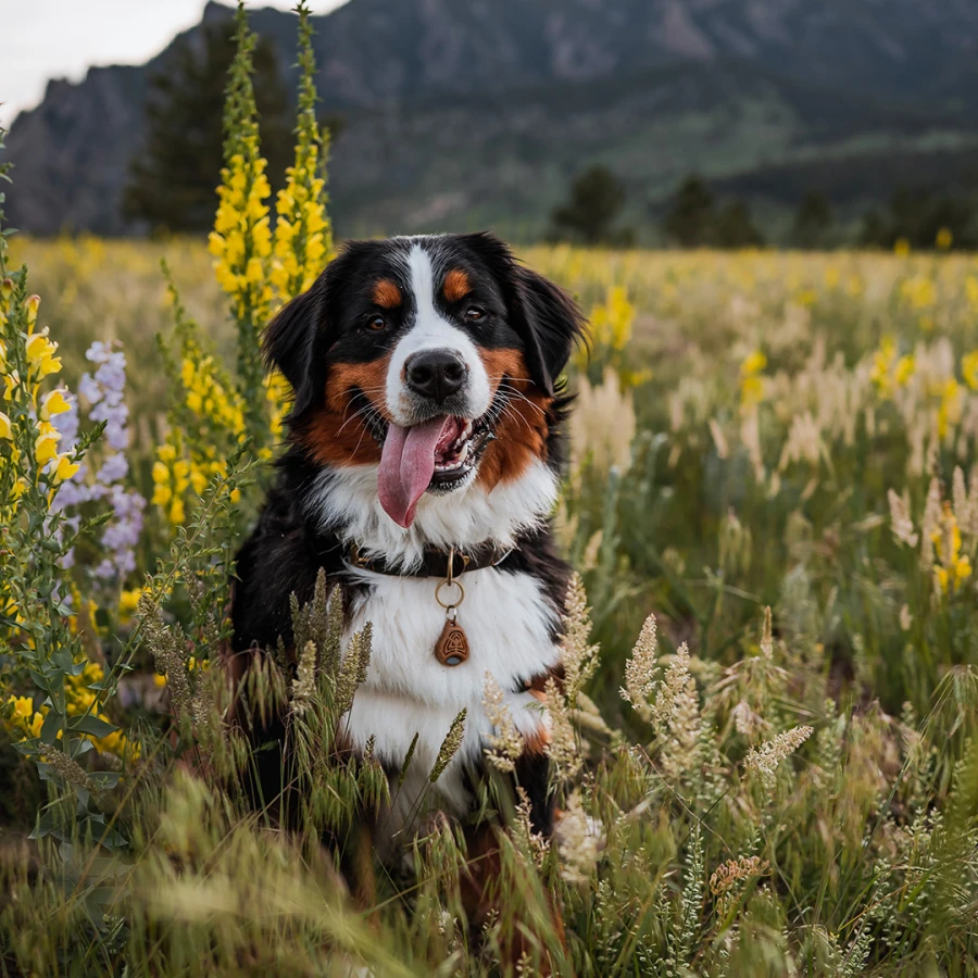 Tickless Ecopet
