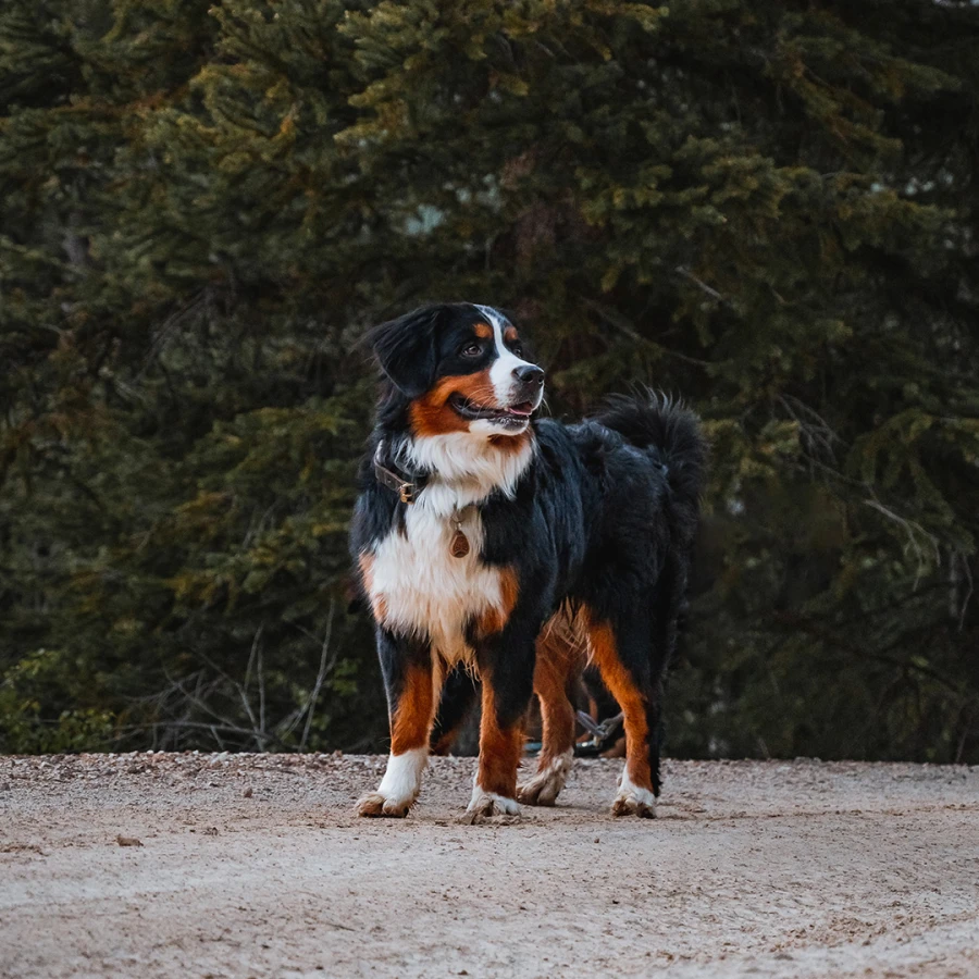 Tickless Ecopet