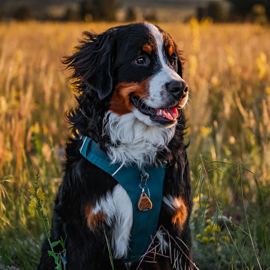 Tickless Ecopet