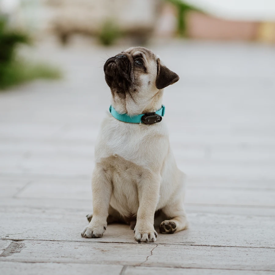 Tickless Mini Dog rechargeable - black