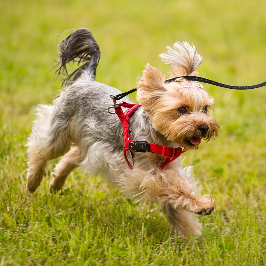 Tickless Mini Dog rechargeable - black