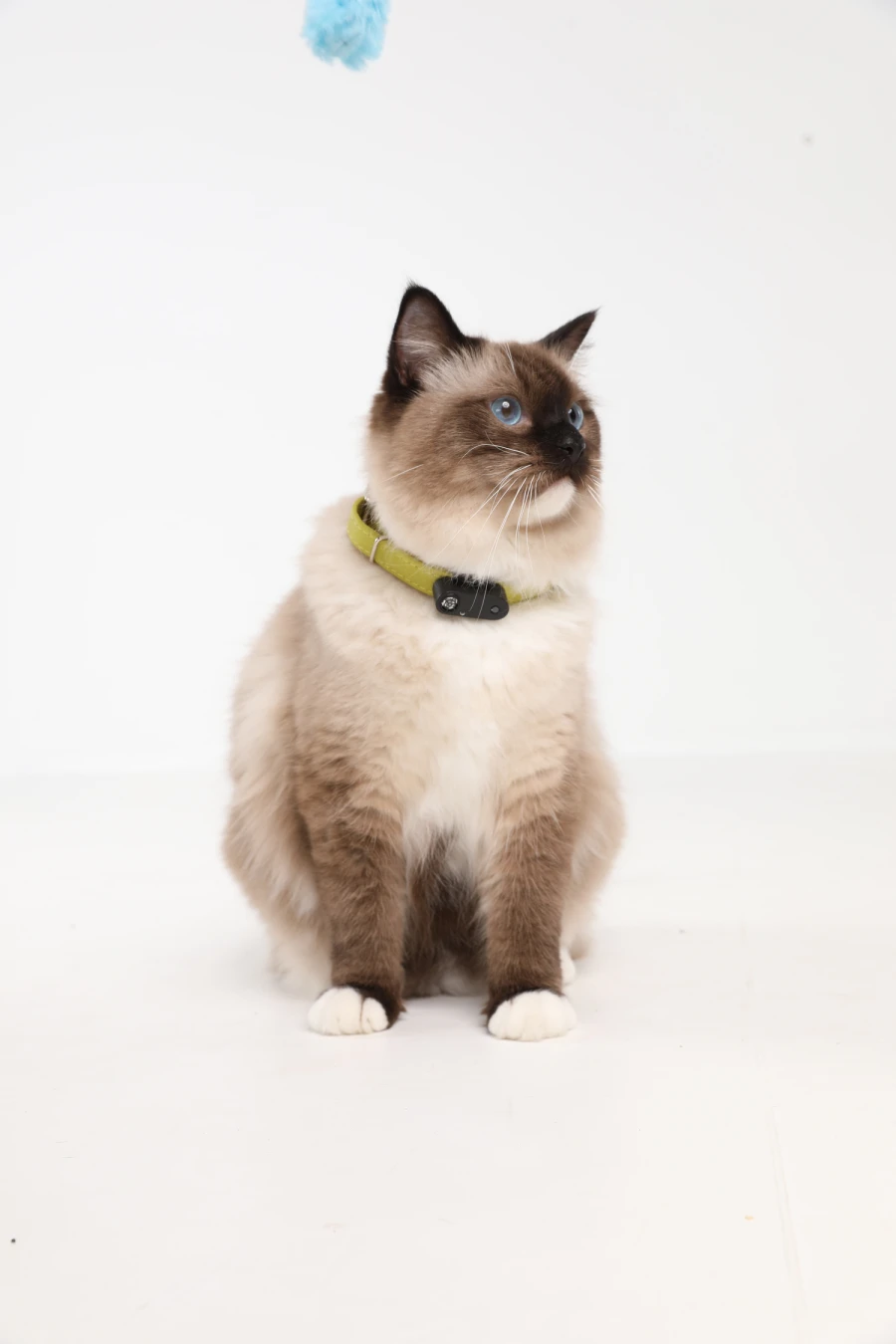 Tickless Mini Cat rechargeable - black