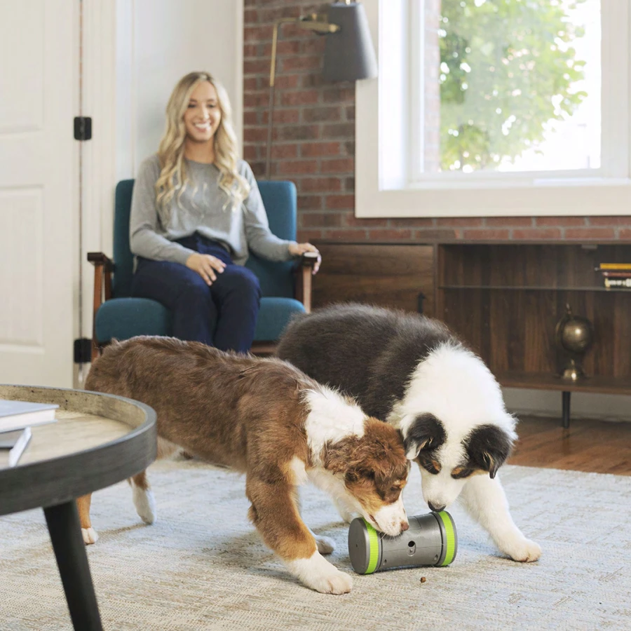 Jouet distributeur Kibble Chase