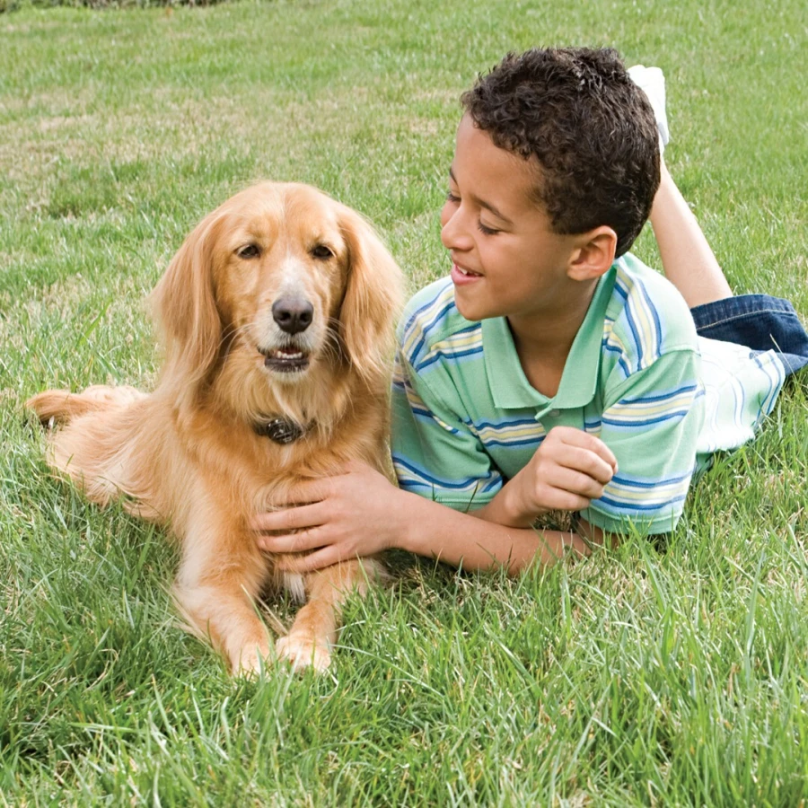 Clôture anti-fugue pour chien