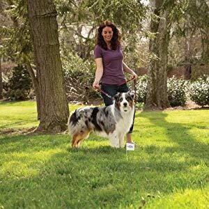 Clôture anti-fugue pour chien