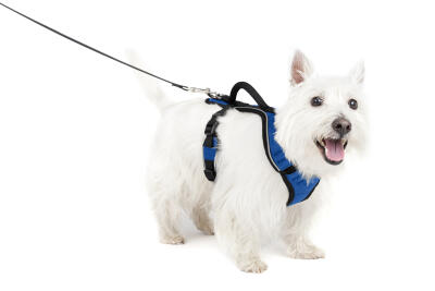 HARNAIS EASY SPORT CHIEN L BLEU ESPH-L-BL-19