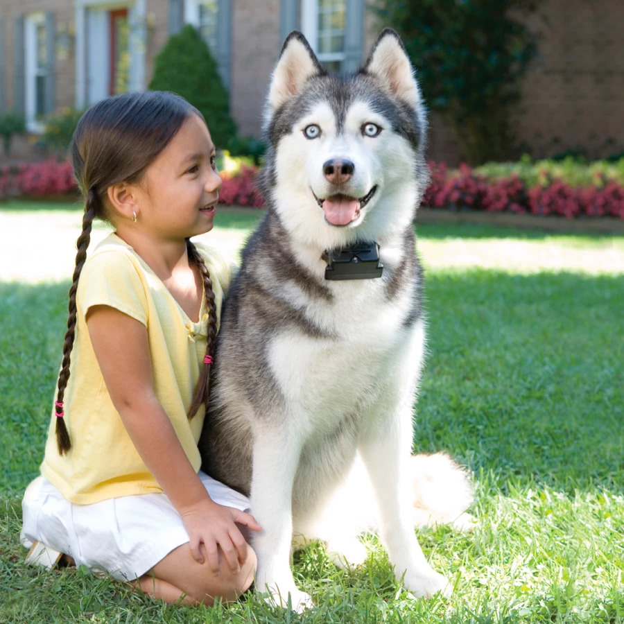 Kit clôture chien - Premium Luxe