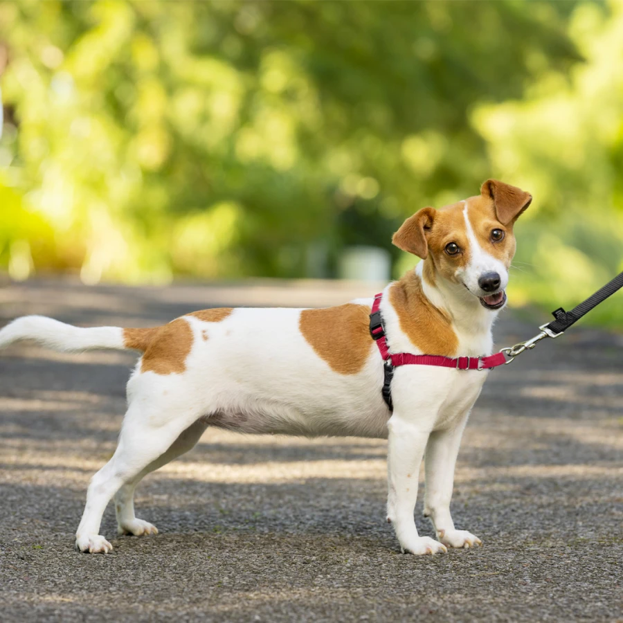 Harnais Easy Walk chien - XL rouge