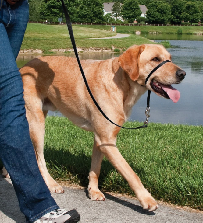Licol Easy Walk - L noir