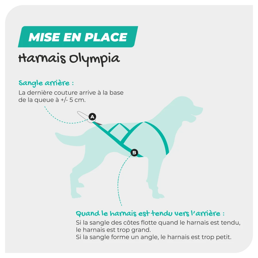 Harnais Olympia