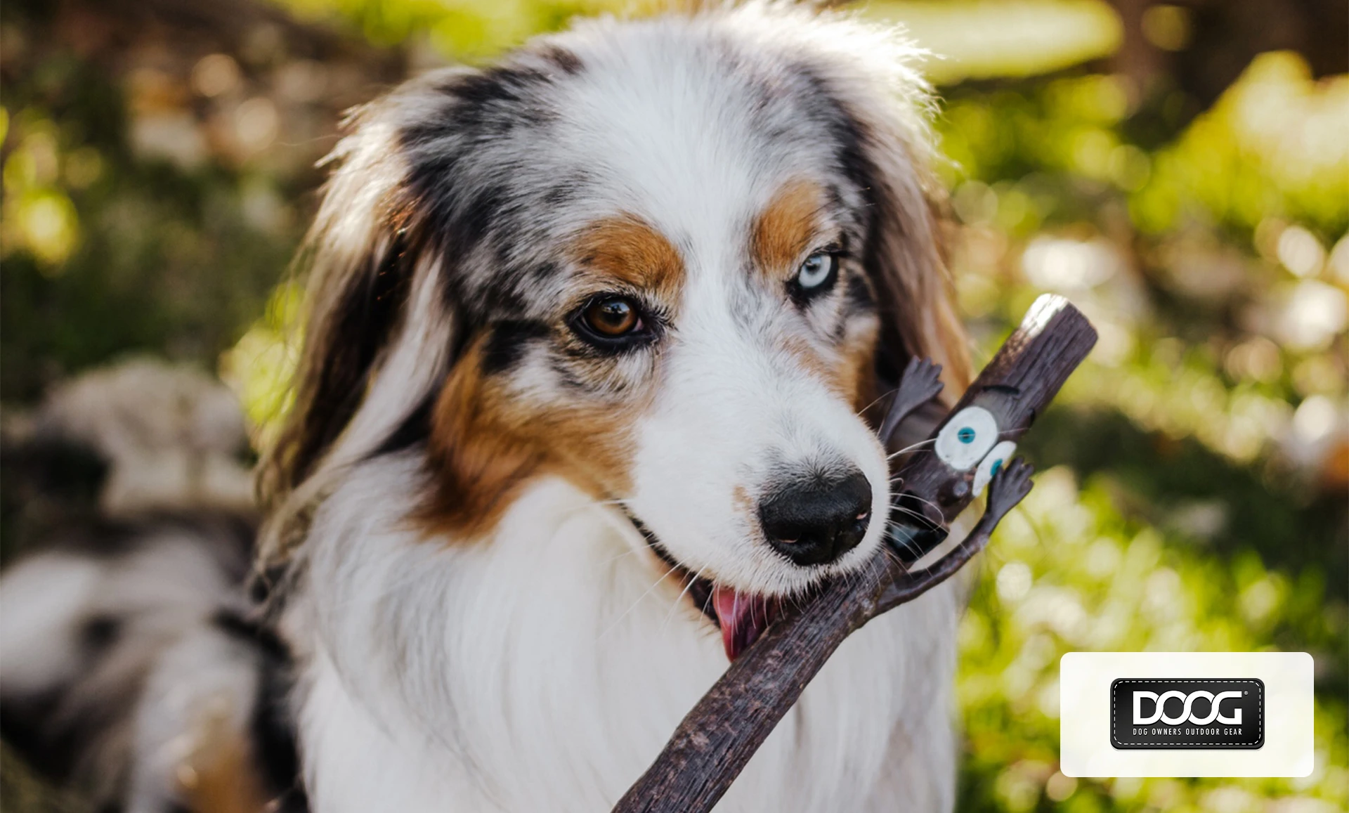 Dog Owners Outdoor Gear Image